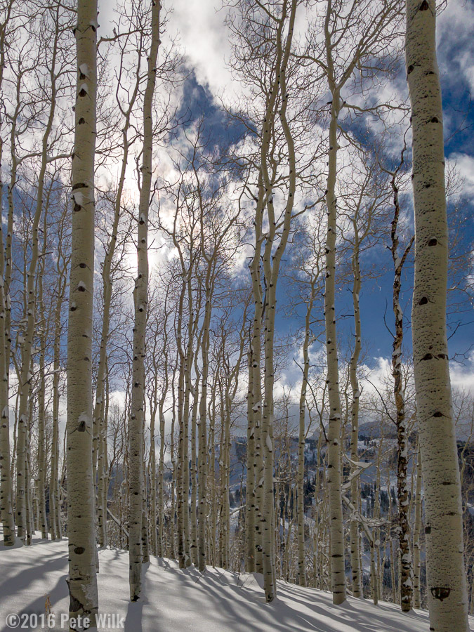 Sunlight through the aspens on some great snow.