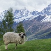 Sheep with a view.