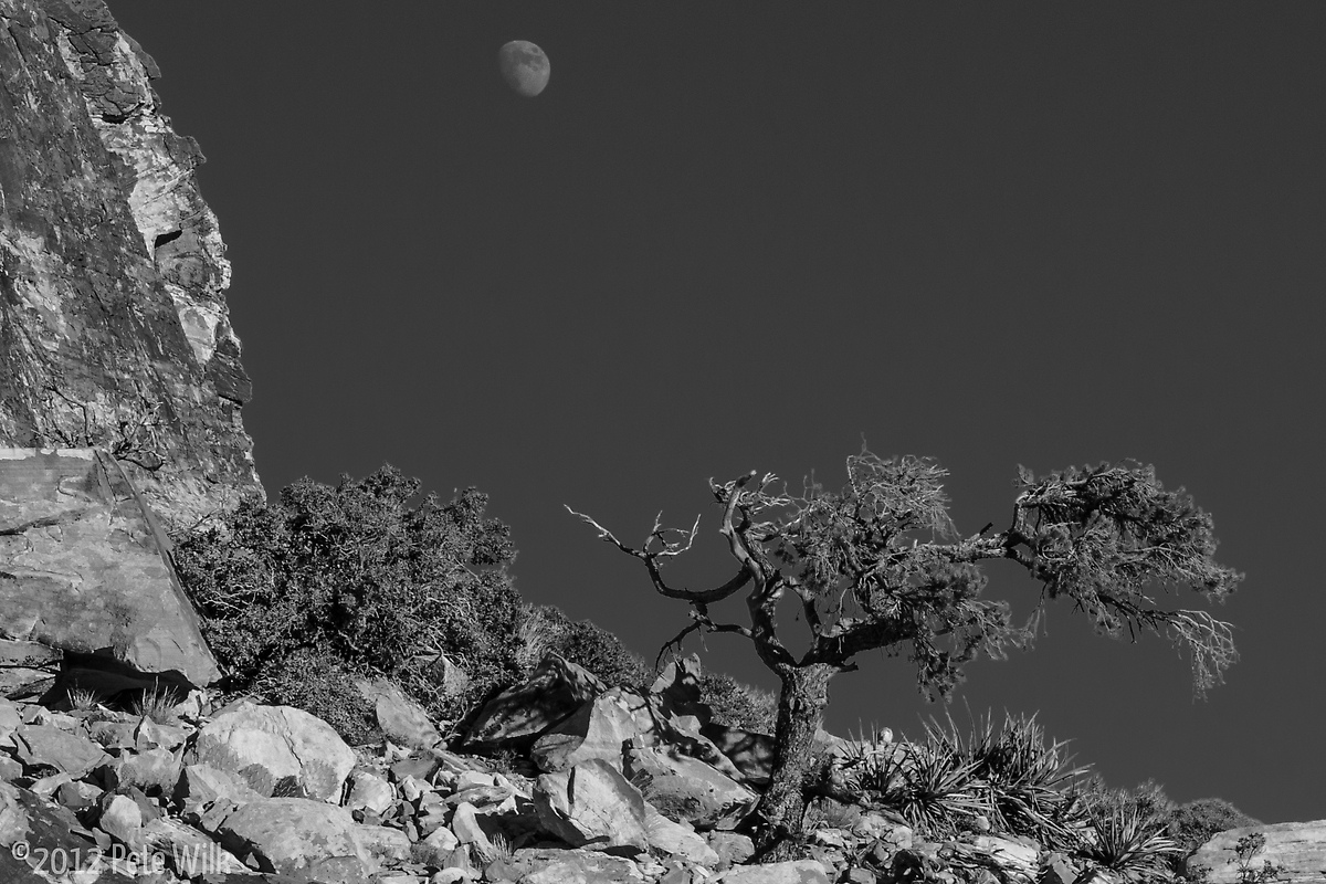 Desert tree and moon.