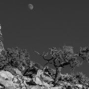 Desert tree and moon.