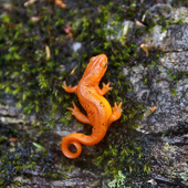 Eastern Newt