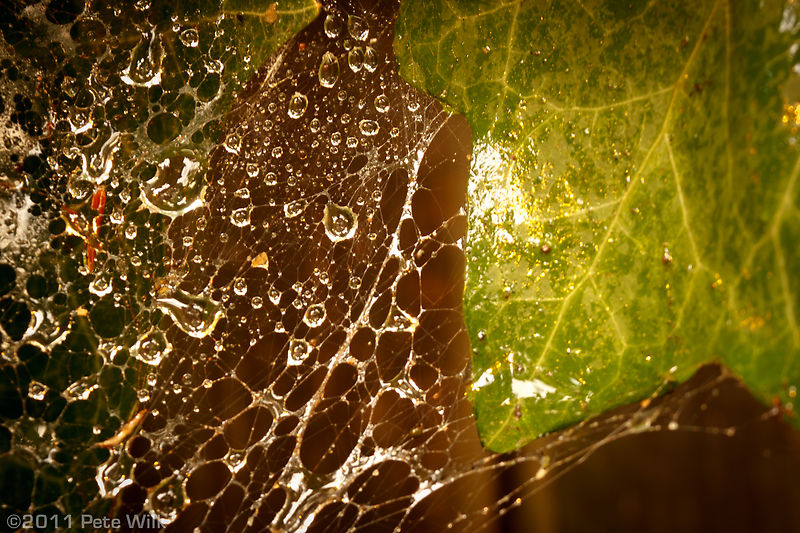 Rain drops caught in a spider web after the storm that went through yesterday evening.