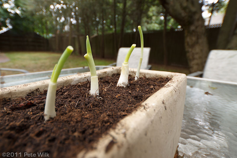 Green onions I bought, used, then replanted.  Let's see how they look in about 3 weeks.