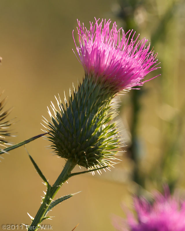 Morning thistle.