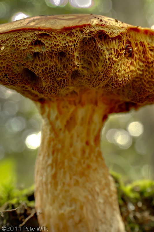 Worm's eye view of a wild mushroom.