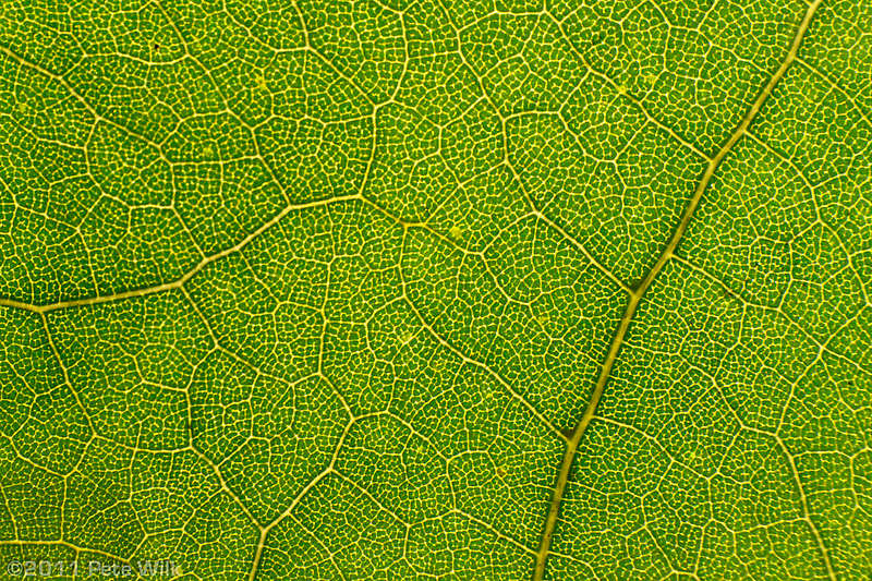 Can you guess what this is?