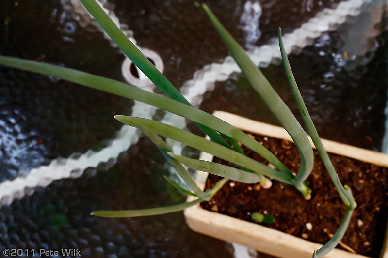 A little compost and a few weeks of growing time and the green onions are huge.  Ready for round two of eating.