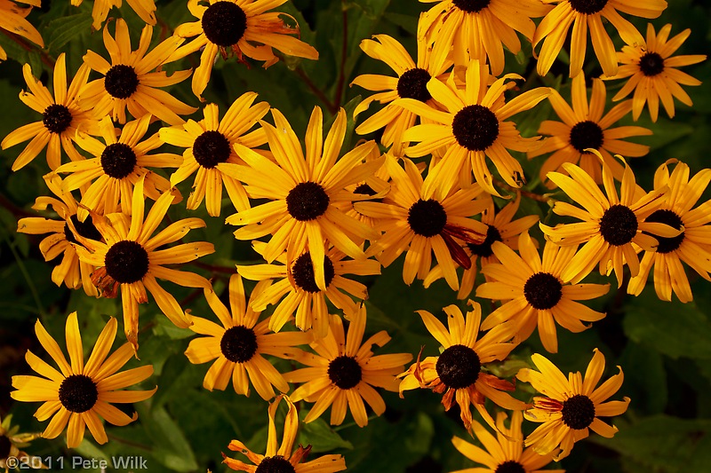 Black eyed susans in front of someone's house in VT.