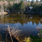 Small pond near summit of Mt. Greylock