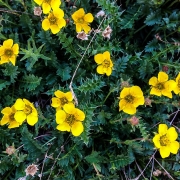 More alpine wildflowers.