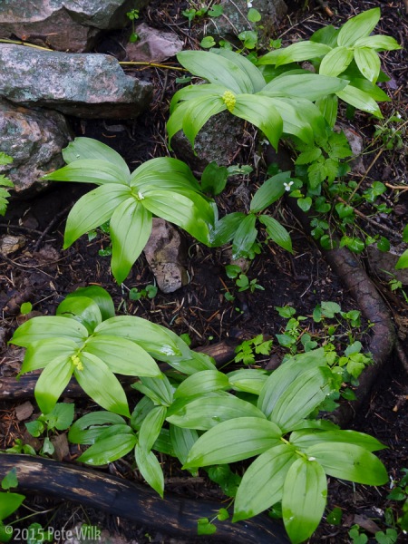 Lush plants taking advantage of all the rain we are getting in SLC.