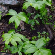 Lush plants taking advantage of all the rain we are getting in SLC.