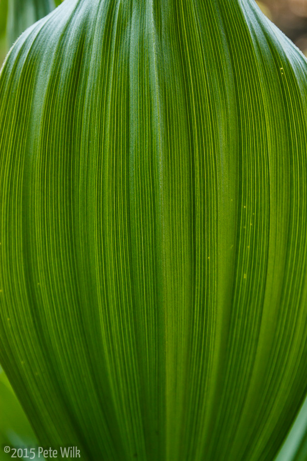 Leaf detail of a very lush plant.