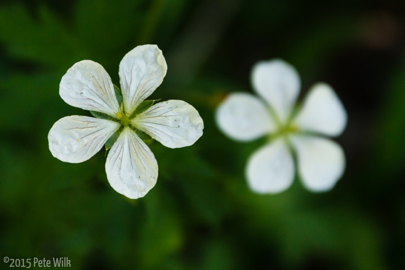 Summer flowers back in the forest.