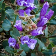 Alpine flowers we saw on the way down from the climb.