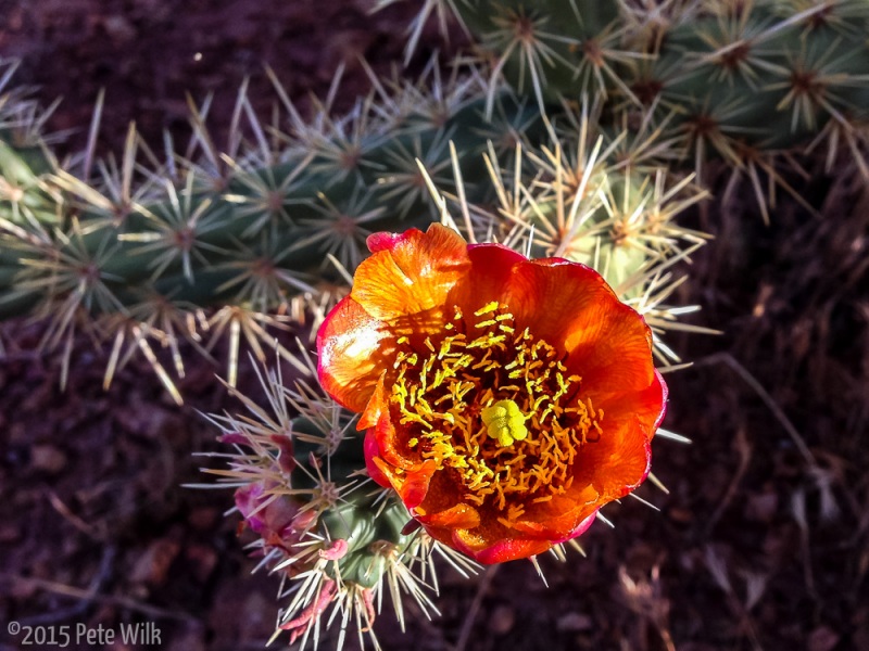 Late spring flowers on the catus.
