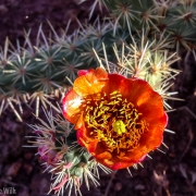 Late spring flowers on the catus.