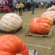 What says New England more than growin a pumpkin to enourmous size?  The winner was just shy of 2000 lbs.