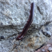 One of the ever present millipedes at the Gunks.  Once the sun goes down they really come out.