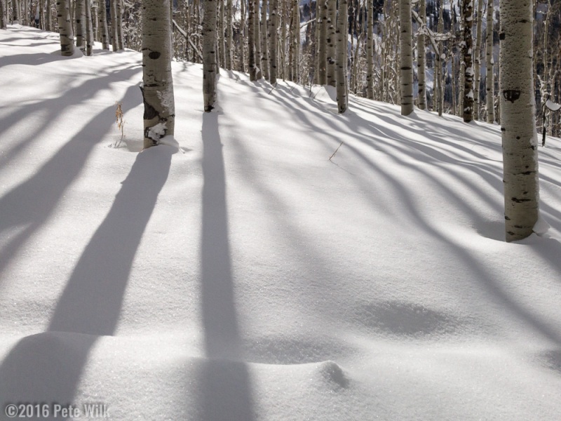 Sunlight through the aspens on some great snow.