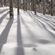 Sunlight through the aspens on some great snow.