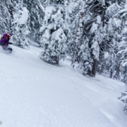 Deep snow in the trees.