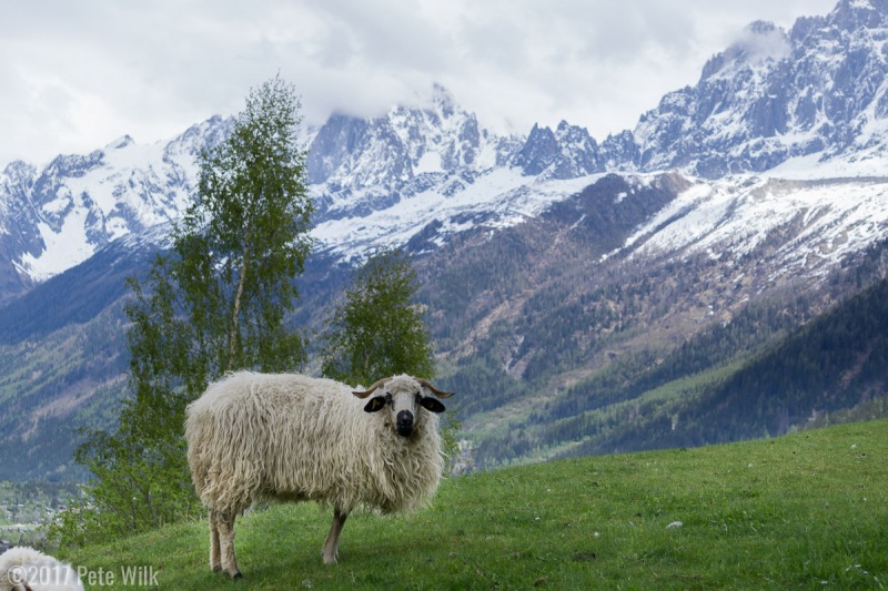 Sheep with a view.