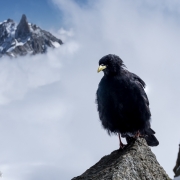 A choucas bird looking for a handout.  Dent du Geant in the background.