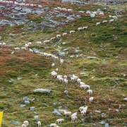 The source of the sheep.  They were very good about moving almost single file up the slope.