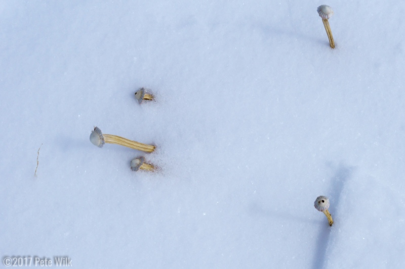 Weird snow mushrooms we saw in a few places.