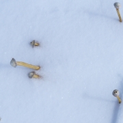 Weird snow mushrooms we saw in a few places.