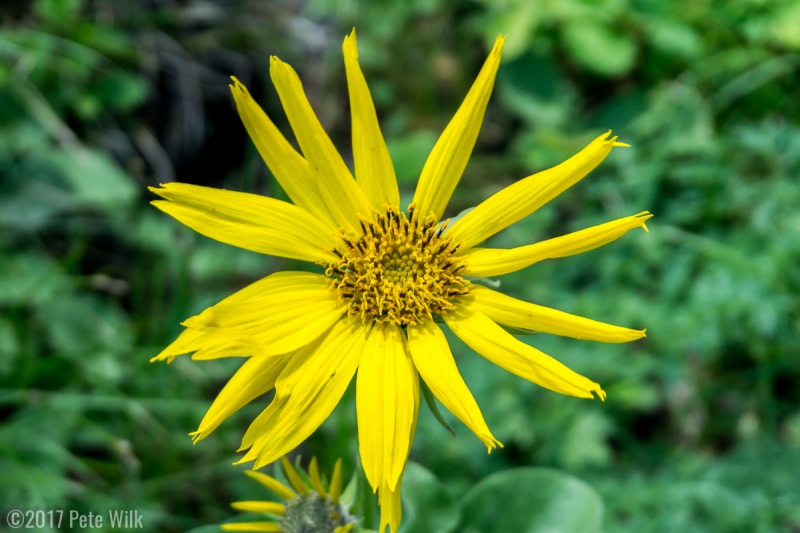 These yellow wildflowers were all over the Tetons.