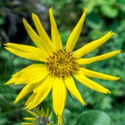 These yellow wildflowers were all over the Tetons.