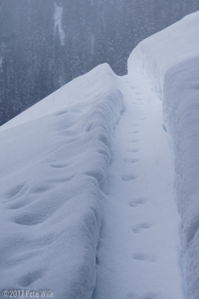 The pine martens used our skin tracks as highways overnight.