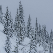 It snowed on average about 6" per day, everyday. This limited visibility and the lines were were able to ski. But it made for fresh tracks everyday.