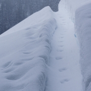 The pine martens used our skin tracks as highways overnight.