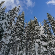 The truely blue skies of our termporary respite of snow.