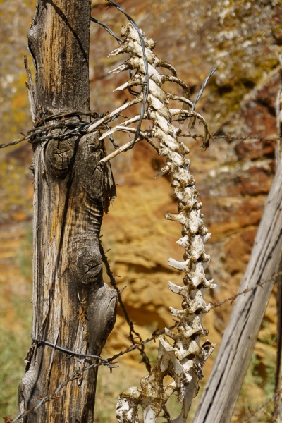 This guy's seen better days.