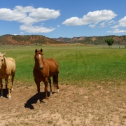 Once out of the mountains we were back in farmland and these horses wanted a handout.