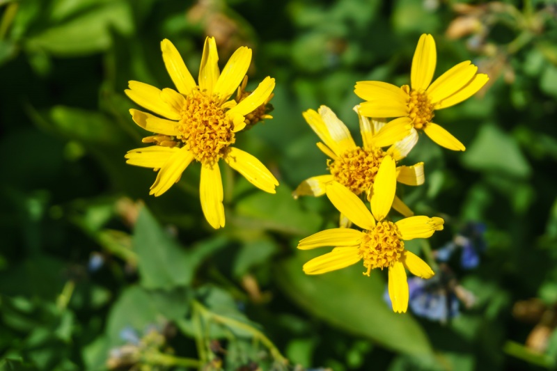 The wildflowers were in full force.