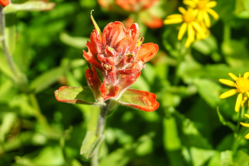 It was cool to see very different flowers of different colors, all within the same small areas.