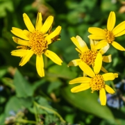 The wildflowers were in full force.