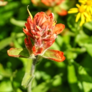 It was cool to see very different flowers of different colors, all within the same small areas.