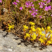 Sunday we went for a short hike and found some nice flowers.
