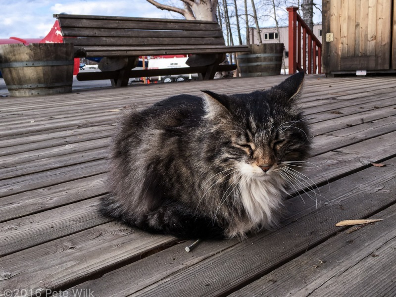 Airport kitty.