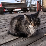 Airport kitty.