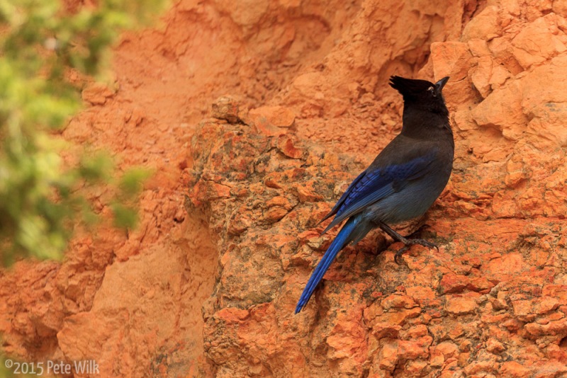 Stellar jay.