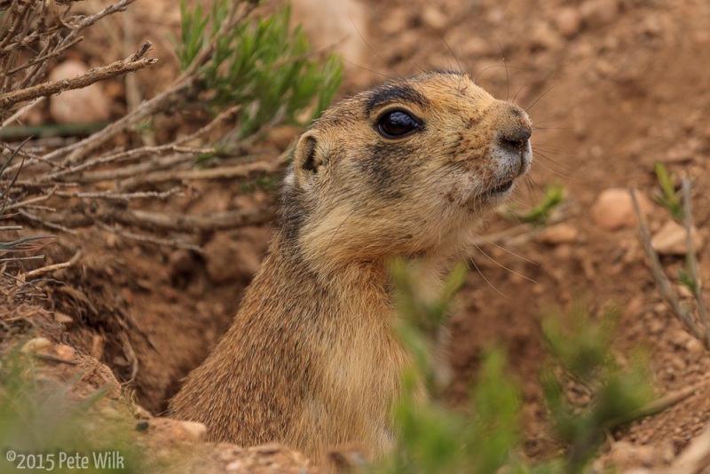 On the way out we were able to see some of the residents of the Utah prairie town in the park.  These little critters are the smallest of all the prairie dogs and are a threatend species.  They are pretty accustomed to people and so we were able to get good pictures.
