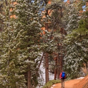 Once at the bottom of the amphitheater the forest closed in.  Luckily there was still enough space between the trees to catch views of the hoodoos.