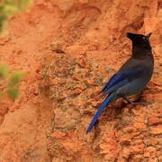 Stellar jay.